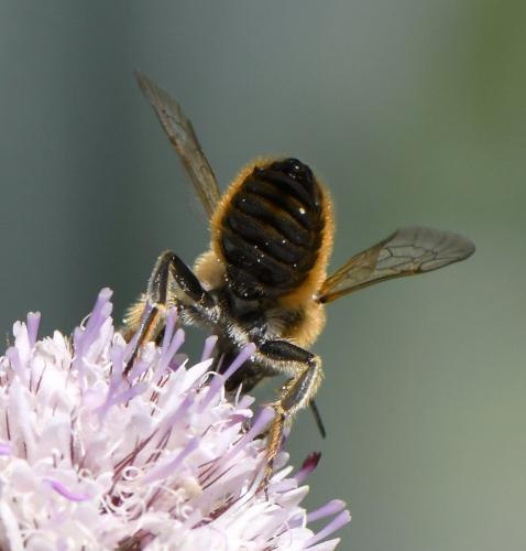 Hoplitis bisulca